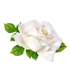 White Rose