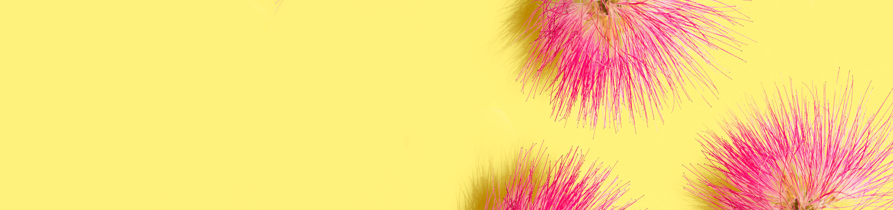 Up close shot of 2 pink Persian Silk Tree Bark leaves on the far right of the image on a yellow background.