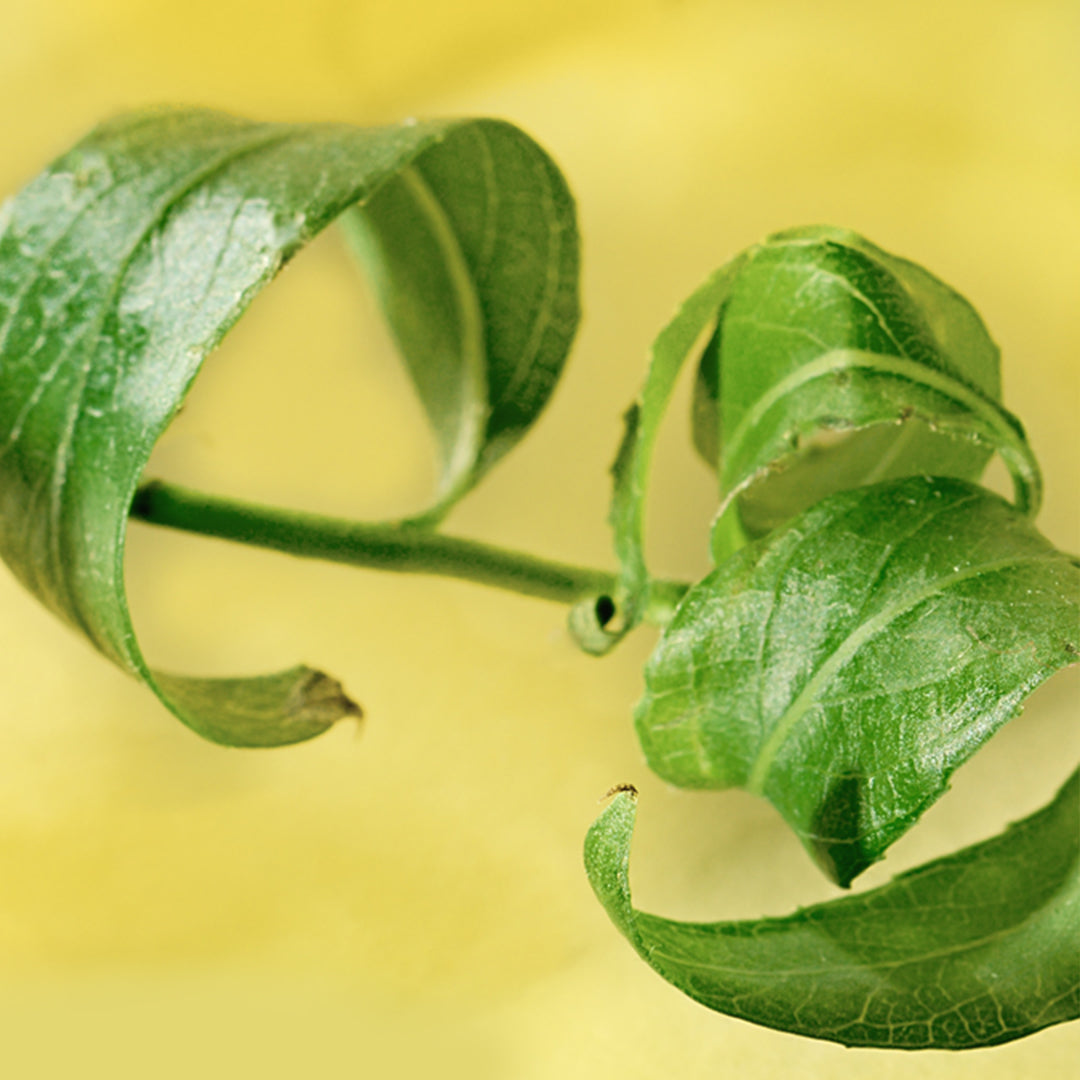 Up close view of willow bark leaves against yellow background 
