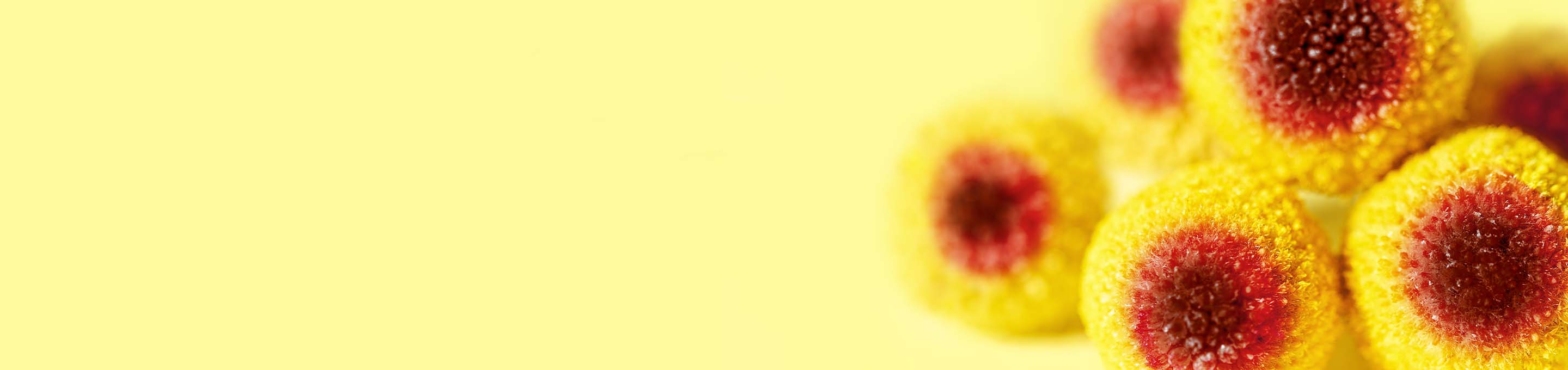 Up close shot of the electric daisy flower ingredient which is colored yellow and orange, and are laying on a yellow background, on the far right hand side of the image.
